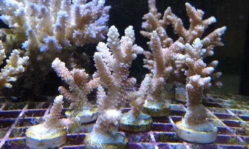Acropora Red Millepora-1-2" Frag 1
