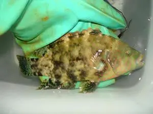 Red Sea Abudjube Wrasse 1