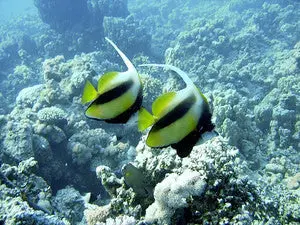 Red Sea Bannerfish | Heniochus Intermidius 1