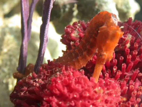 H.Reidi Seahorse (Red)-Captive Bred 1