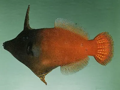 Red Tailed Filefish  (4") 1