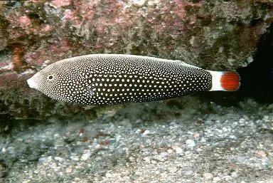 Hawaiian Red Tail Tamarin Wrasse 1