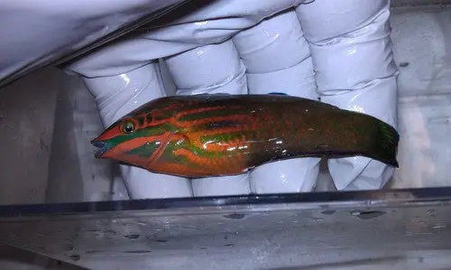 Male Tonga - Christmas Wrasse 1