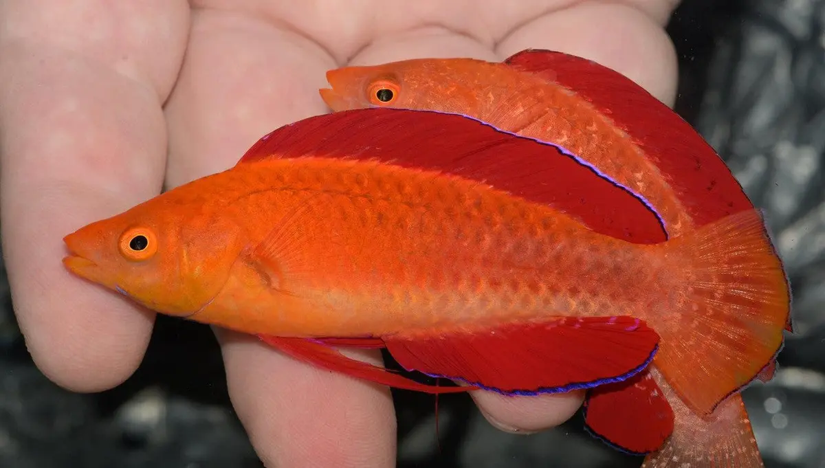 Red Fin Fairy Wrasse-Xl Male 1
