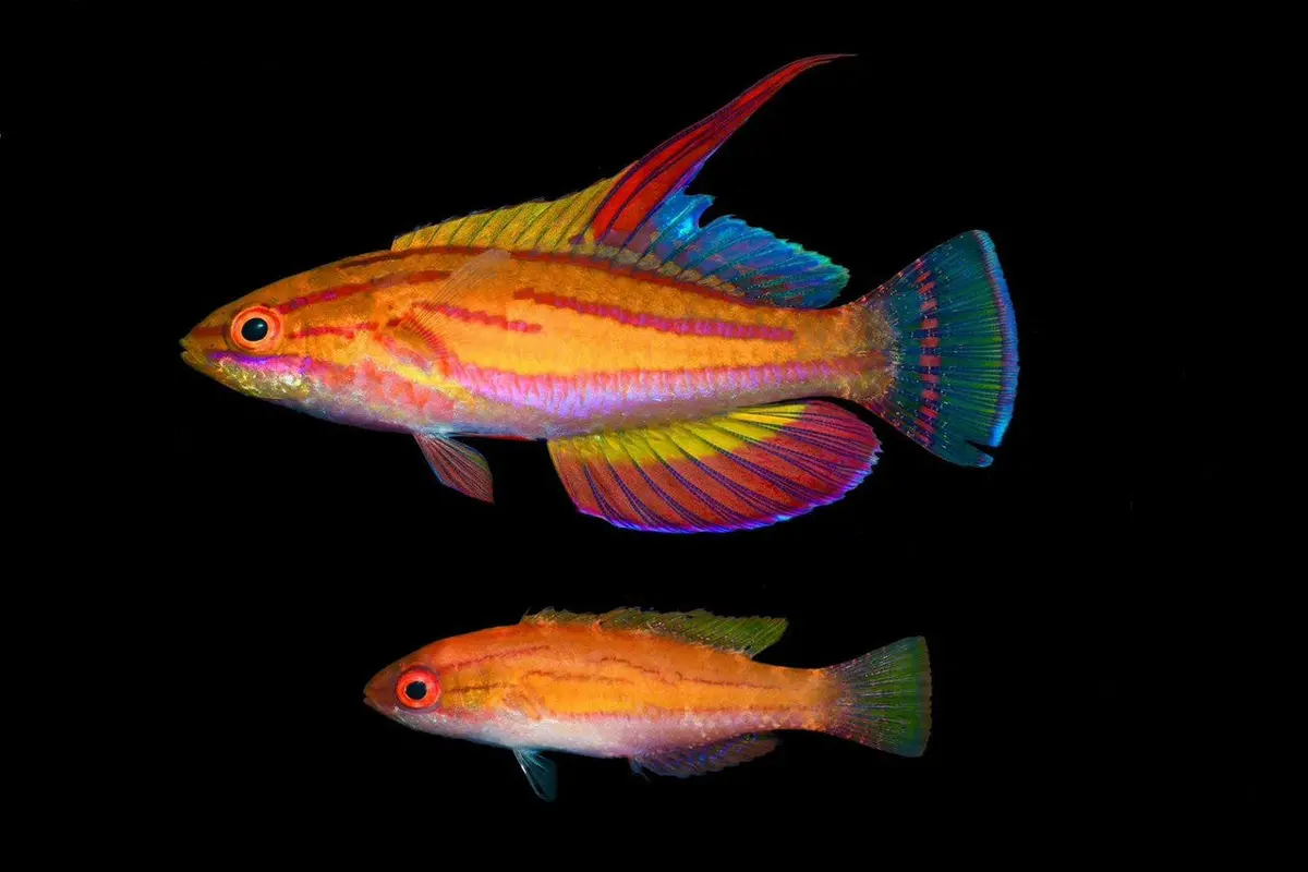 Red Fin Fairy Wrasse (Cirrhilabrus Sp) 1