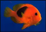 Red Saddleback Clownfish 1