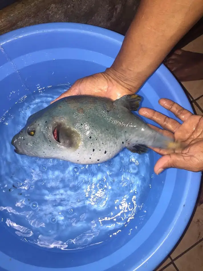 Red Sea Dog Face Puffer (12") 1
