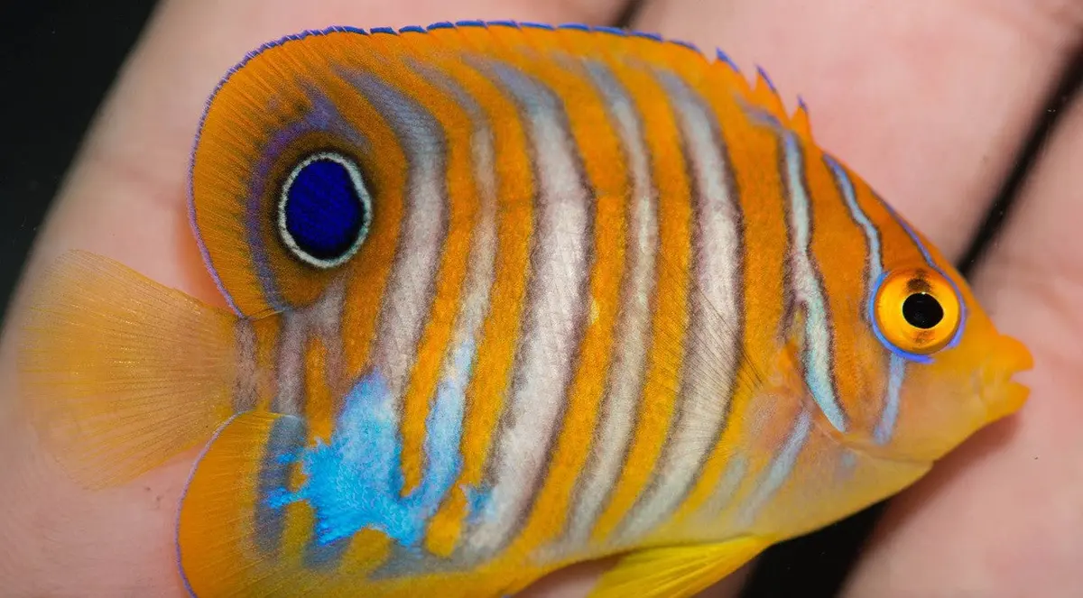 Regal Angel (2" Juv Crazy Color Variant) 1