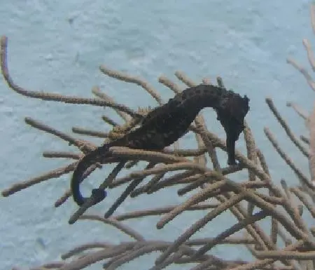H. Reidi Seahorse (Black)-Captive Bred 1