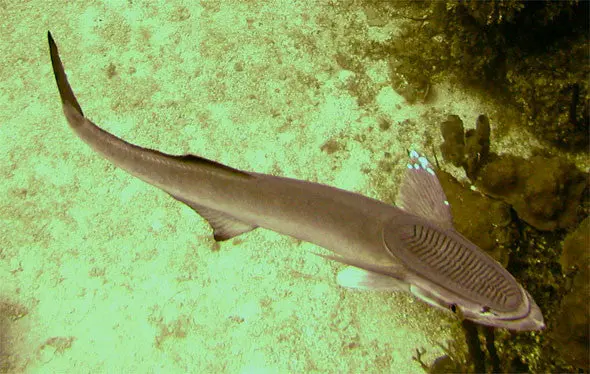 Remora Shark (12") 1