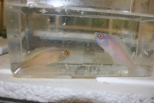 Rhomboid Fairy Wrasse Pair 1