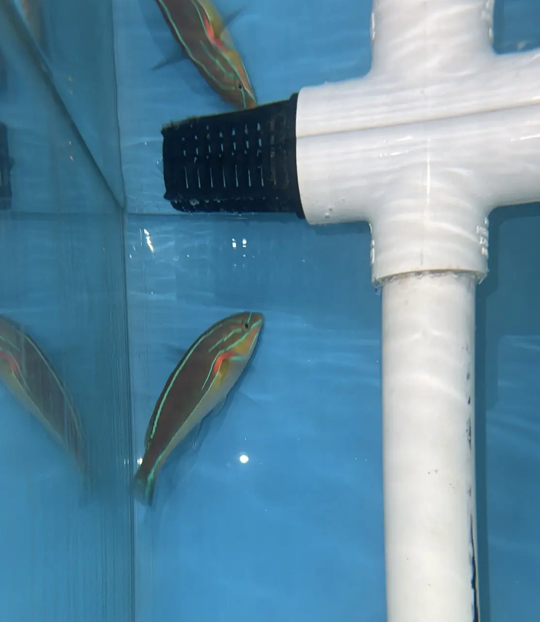 Three-Ribbon Wrasse | Stethojulis Strigiventer 1
