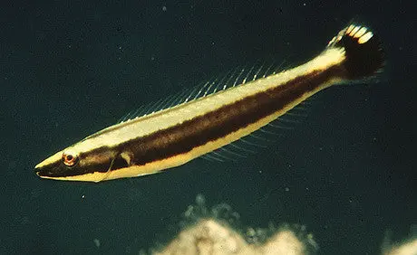 Ringed Wrasse-Juv 1