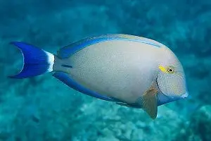 Ring-Tail Tang (Acanthurus Blochii)-(3") 1