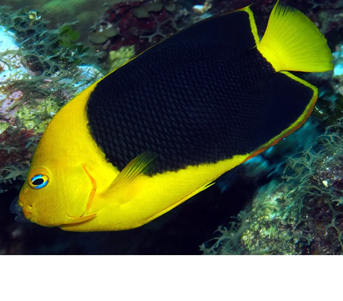 Rock Beauty Angelfish (6") 1
