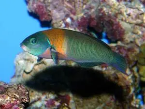 Hawaiian Saddle Wrasse (5") 1