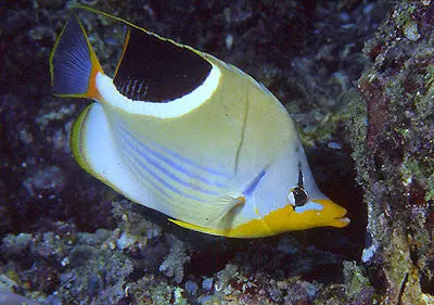 Saddleback Butterflyfish  (2") 1