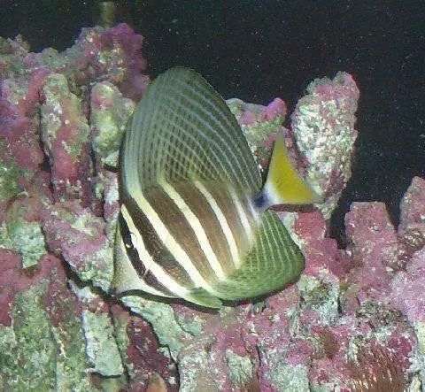 Pacific Sailfin Tang-Xl (5") 1