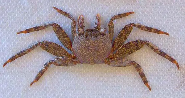 Sally Lightfoot Crab 1