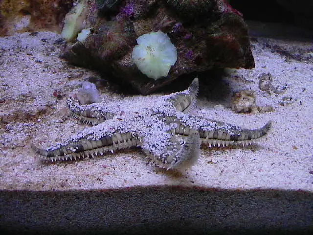 Sand Sifting Starfish 1