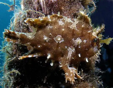 Sargassum Anglerfish 1