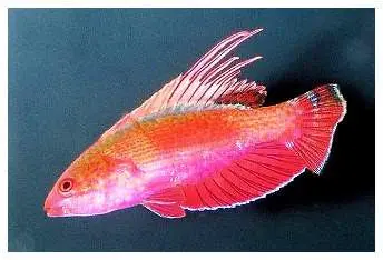 Scarlet Fin Flasher Wrasse 1
