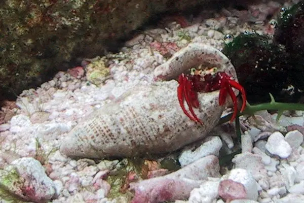Scarlet Reef Hermit Crab 1