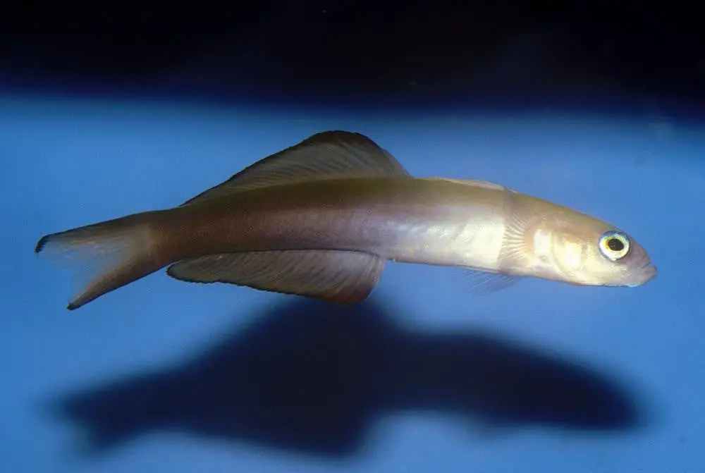 Scissortail Dartfish (Goby) 1