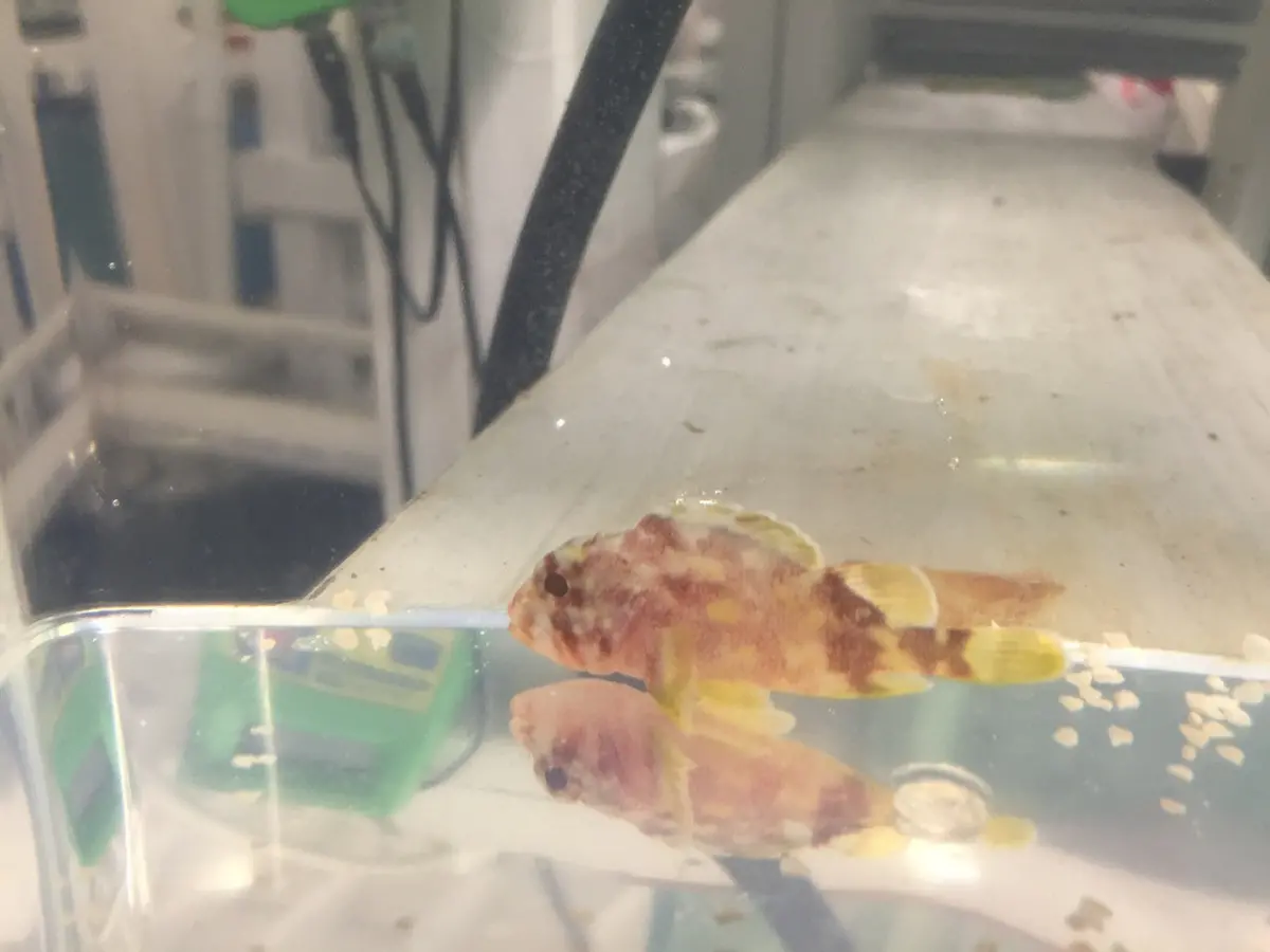 Golden Spotted Scorpionfish | Sebastapistes Cyanostigma 1