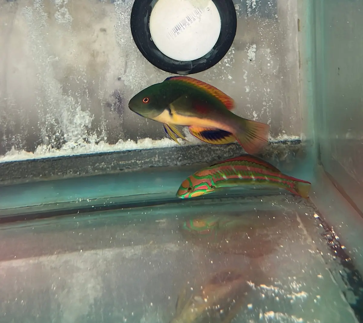 Scott's Fairy Wrasse (2-3" Tonga) 1