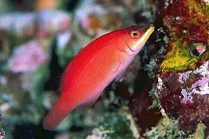 Secretive Wrasse 1