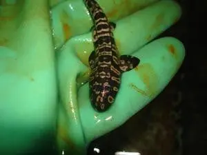 Indonesian (Hasselti) Bamboo Shark (6-8") 1
