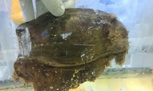 Shark Egg (Bamboo) 1