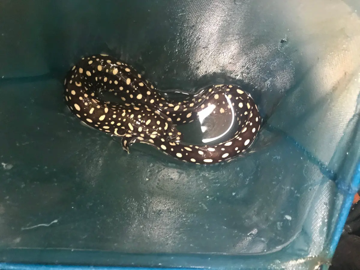 Skeletor Eel (Echidna Xanthospilos) -Xl (18-24"") 1