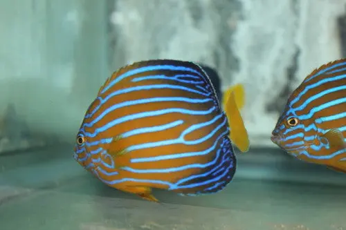 Blue Line Angel | Chaetodontoplus Septentrionalis (3-5") 1