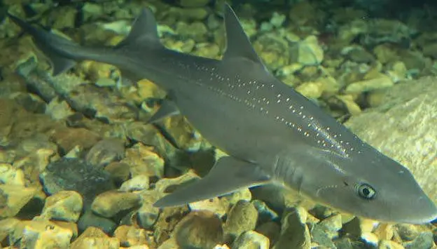 Gray Smoothhound Shark (14") 1