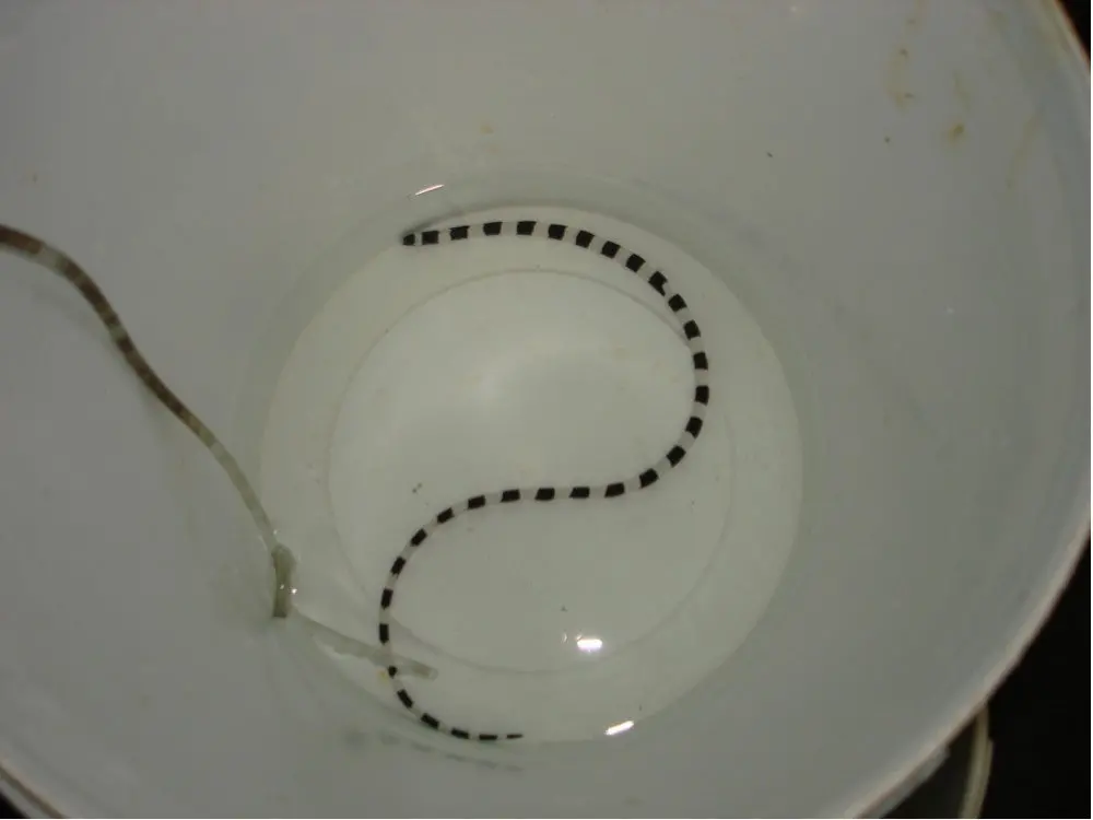 Banded Snake Eel 1