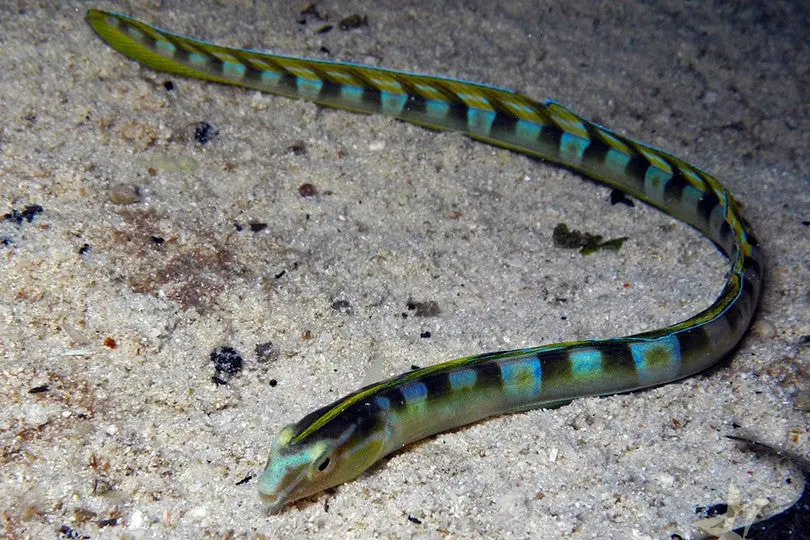 Snake Blenny | Xiphasia Setifer 1
