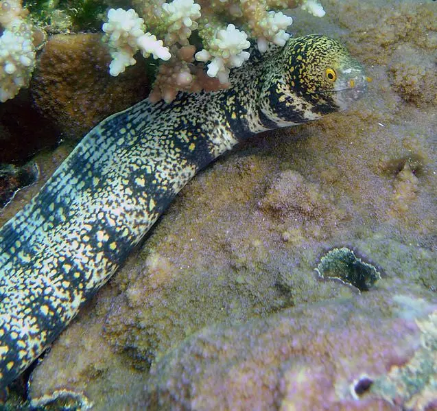 Snowflake Moray Eel-12 1