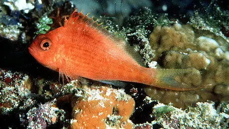Soaring Hawkfish 1