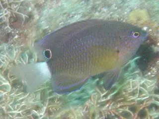 Speckled Damsel 1
