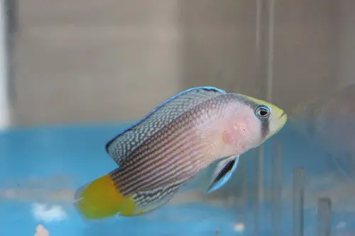 Splendid Dottyback (3-4") 1