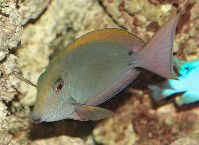 Lavender Tang (4") 1