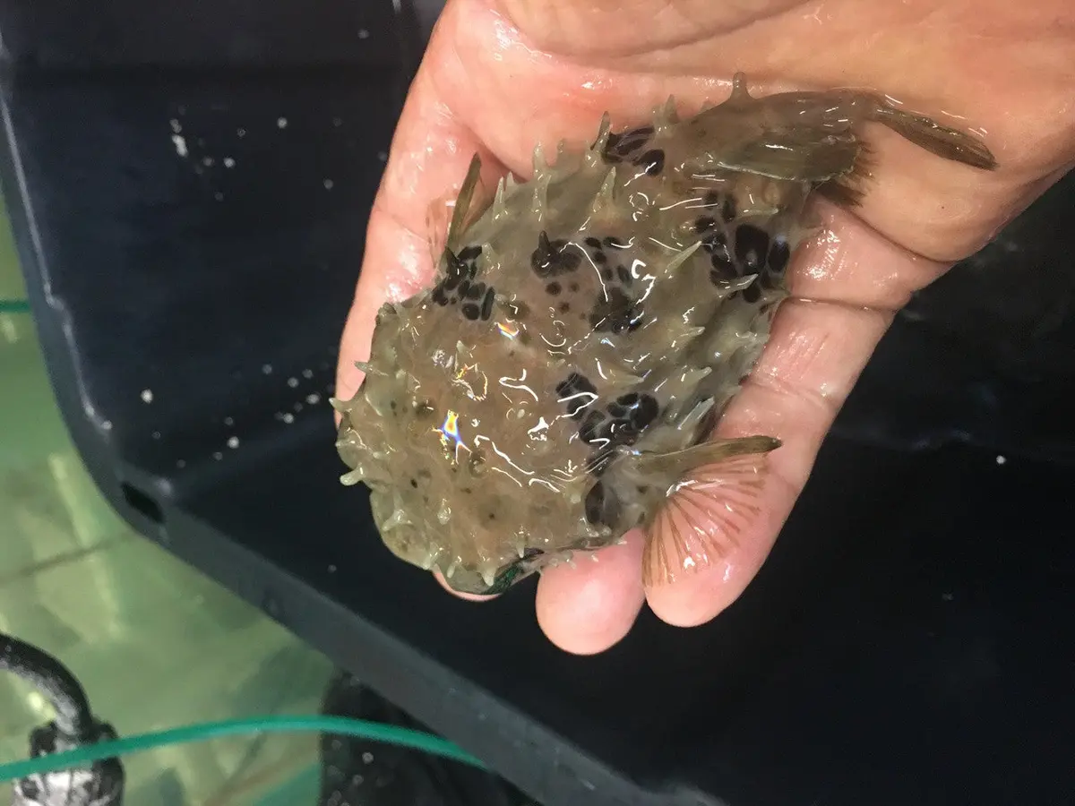 Spotfin Porcupinefish | Chilomycterus Reticulatus (4") 1
