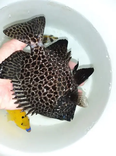 Spotted Knifejaw | Oplegnathus Punctatus  (3-4") 1