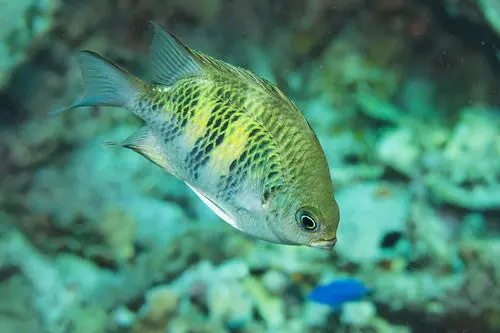 Staghorn Damsel | Amblyglyphidodon Curacao 1