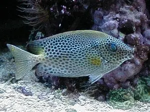Red Sea Starry Rabbitfish 1