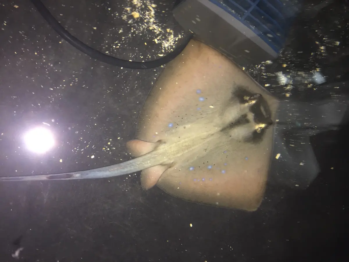 Blue Spotted Japanese Pyramid Stingray-(5" Disk) 1