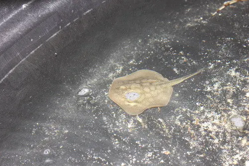 California Stingray (10" Disk) 1