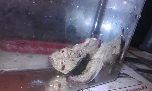 Stone Fish (5") 1